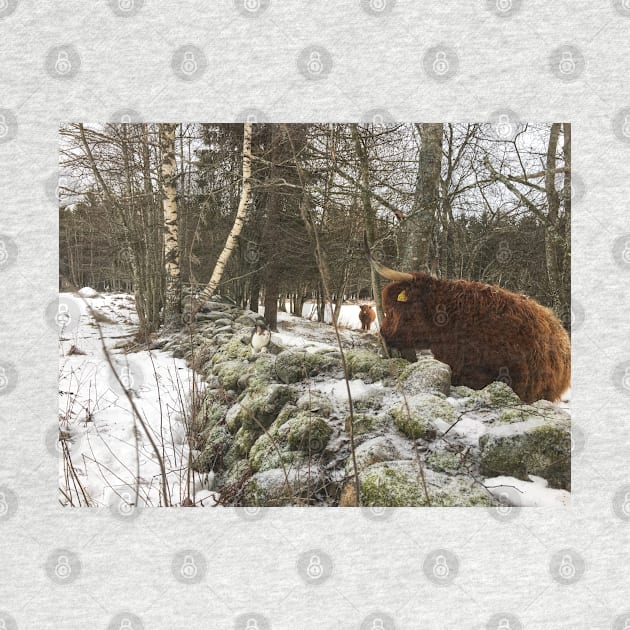 Scottish Highland Cattle Cow and Cat 2230 by SaarelaHighland